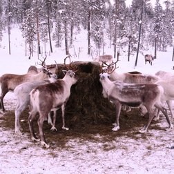 Nenets 