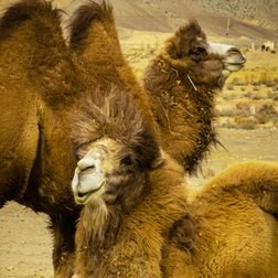 Altai